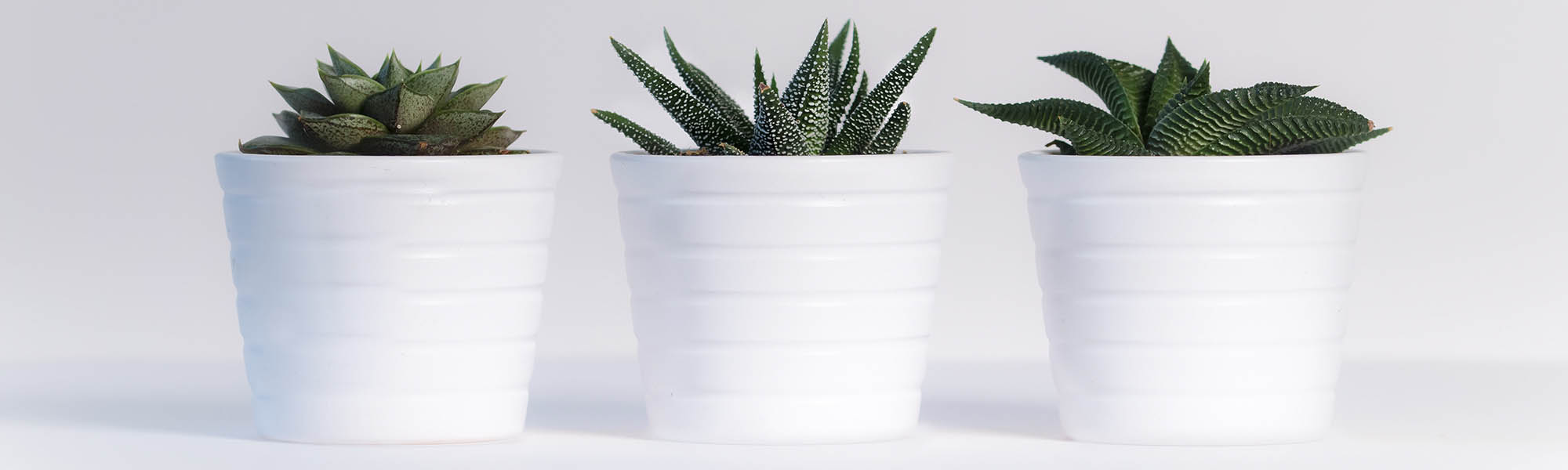 5 plantas que ahuyentarán las cucarachas de tu cocina