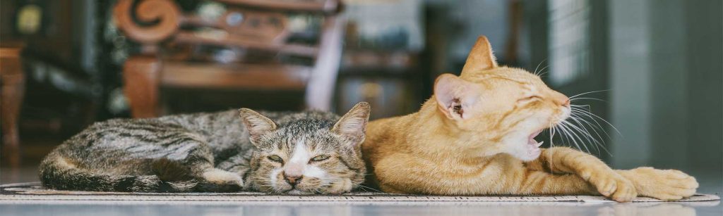 Gatos domésticos, plaga mundial y causantes de la extinción de al menos 30 especies.