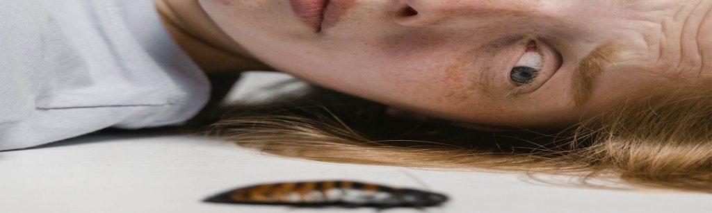 ¿Por qué no es bueno pisar una cucaracha en la cocina?