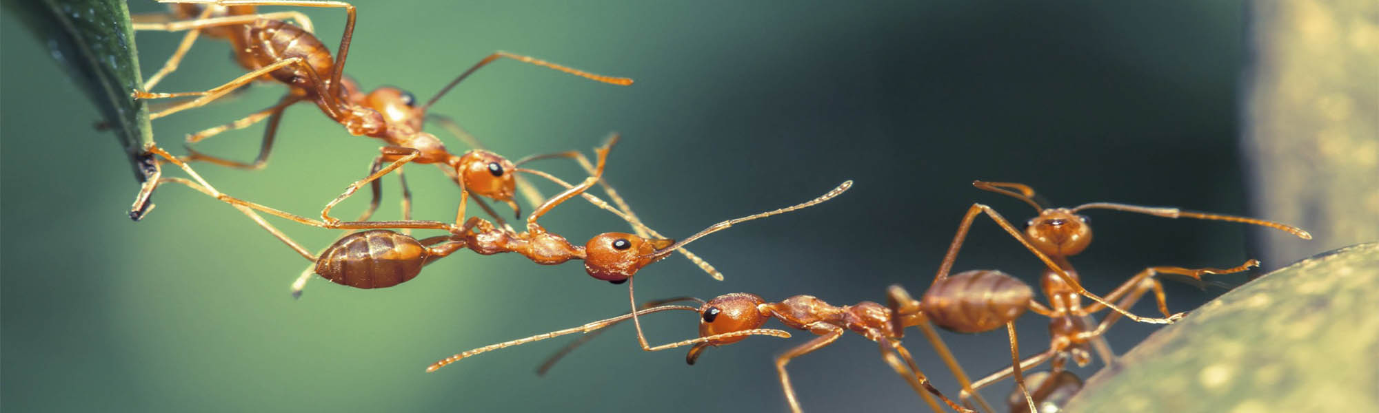 ¿Cómo eliminar las hormigas de casa?